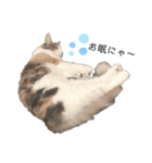 愛猫シエルNo.10（個別スタンプ：7）