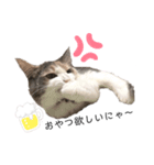愛猫シエルNo.10（個別スタンプ：8）