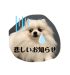 ふわふわすふれ その2（個別スタンプ：5）