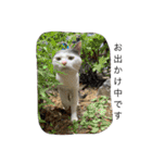 ねこ  ねこ  ねこ（個別スタンプ：2）