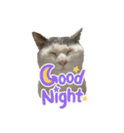 ねこ  ねこ  ねこ（個別スタンプ：4）
