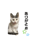 ねこ  ねこ  ねこ（個別スタンプ：5）