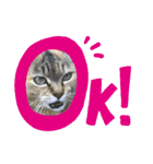 ねこ  ねこ  ねこ（個別スタンプ：7）