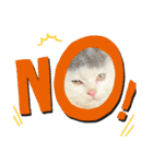 ねこ  ねこ  ねこ（個別スタンプ：8）