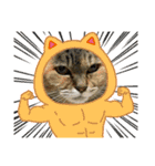 ねこ  ねこ  ねこ（個別スタンプ：11）