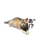 ねこ  ねこ  ねこ（個別スタンプ：12）