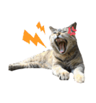 ねこ  ねこ  ねこ（個別スタンプ：13）