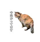 ねこ  ねこ  ねこ（個別スタンプ：14）