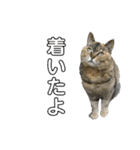 ねこ  ねこ  ねこ（個別スタンプ：15）