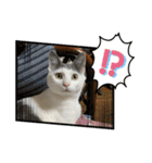 ねこ  ねこ  ねこ（個別スタンプ：16）