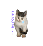 ねこ  ねこ  ねこ（個別スタンプ：17）