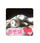 ねこ  ねこ  ねこ（個別スタンプ：18）