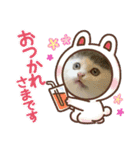 ねこ  ねこ  ねこ（個別スタンプ：19）