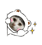 ねこ  ねこ  ねこ（個別スタンプ：20）