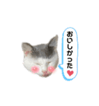 ねこ  ねこ  ねこ（個別スタンプ：23）