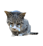 ねこ  ねこ  ねこ（個別スタンプ：24）