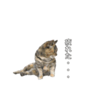 ねこ  ねこ  ねこ（個別スタンプ：25）