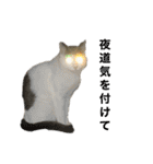 ねこ  ねこ  ねこ（個別スタンプ：27）