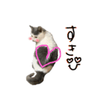 ねこ  ねこ  ねこ（個別スタンプ：29）