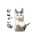 ねこ  ねこ  ねこ（個別スタンプ：32）