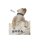 フレンチブルドッグのブルくん（個別スタンプ：2）