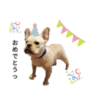 フレンチブルドッグのブルくん（個別スタンプ：6）