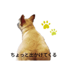 フレンチブルドッグのブルくん（個別スタンプ：11）