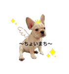 フレンチブルドッグのブルくん（個別スタンプ：13）