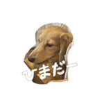 まろちゃびスタンプ（個別スタンプ：3）
