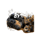 まろちゃびスタンプ（個別スタンプ：7）