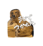 まろちゃびスタンプ（個別スタンプ：10）