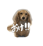 まろちゃびスタンプ（個別スタンプ：15）