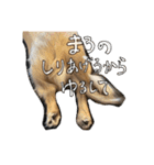 まろちゃびスタンプ（個別スタンプ：24）