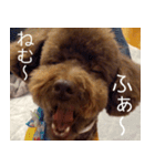 トイプーのまろちゃん（個別スタンプ：1）