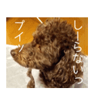 トイプーのまろちゃん（個別スタンプ：3）