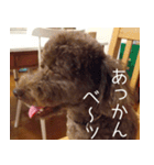 トイプーのまろちゃん（個別スタンプ：7）