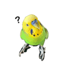 ぱぴこの独り言（個別スタンプ：1）