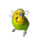 ぱぴこの独り言（個別スタンプ：4）