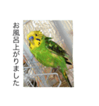 ぱぴこの独り言（個別スタンプ：8）