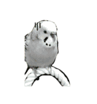 ぱぴこの独り言（個別スタンプ：10）