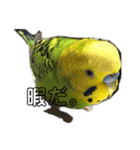 ぱぴこの独り言（個別スタンプ：13）