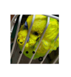 ぱぴこの独り言（個別スタンプ：16）