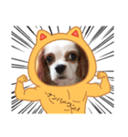 キャバリアのパキラ（個別スタンプ：3）