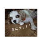 キャバリアのパキラ（個別スタンプ：5）