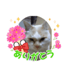ヨッタン元気ですか〜（個別スタンプ：4）