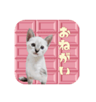 ポインテッドの子猫ちゃん（個別スタンプ：11）