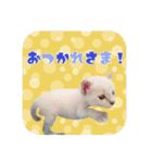 ポインテッドの子猫ちゃん（個別スタンプ：15）