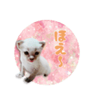 ポインテッドの子猫ちゃん（個別スタンプ：33）