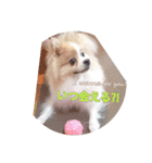 まろまる（個別スタンプ：3）
