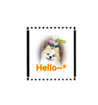 マルポメ（個別スタンプ：1）